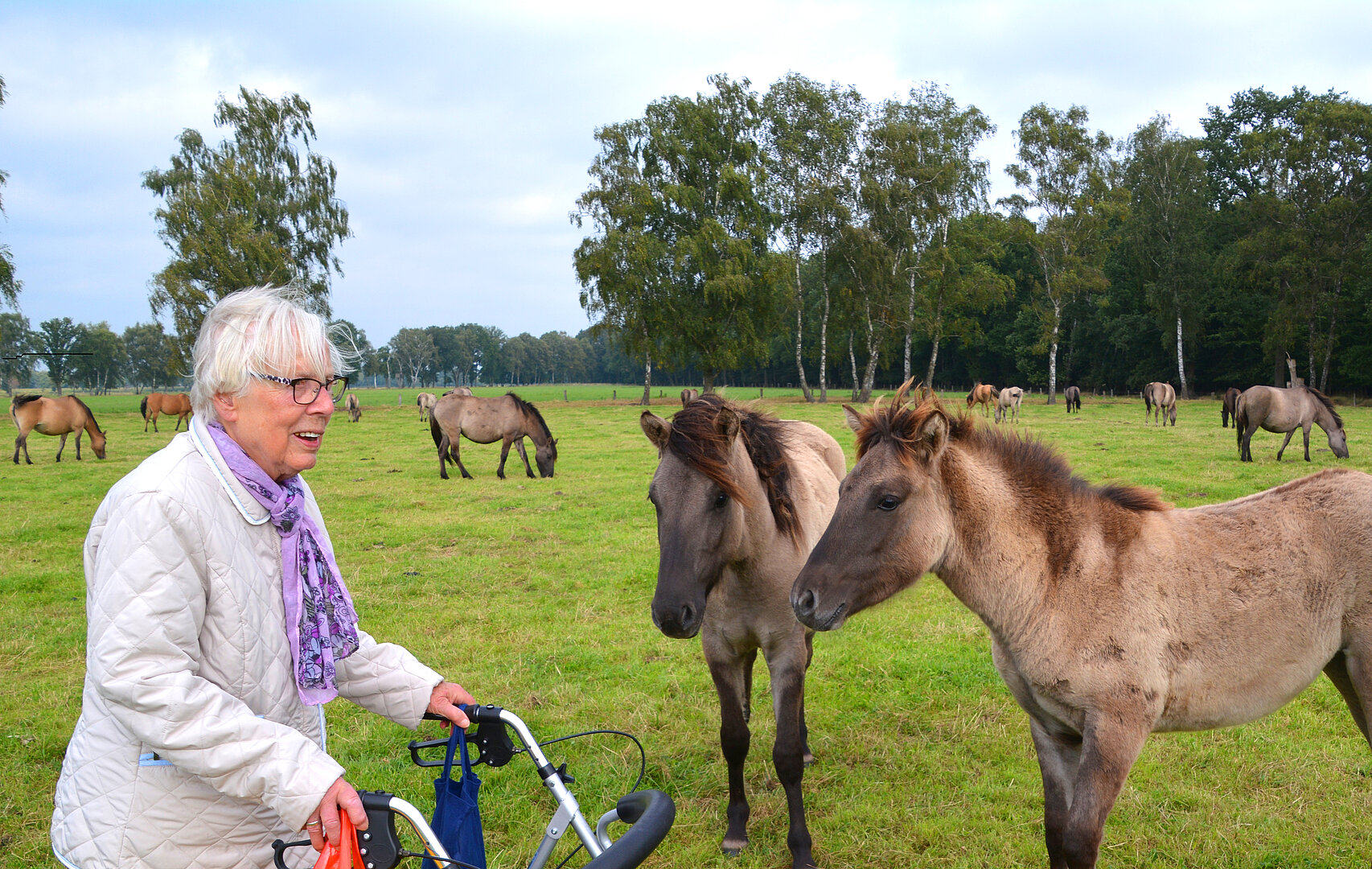 Elli und die Wildpferde